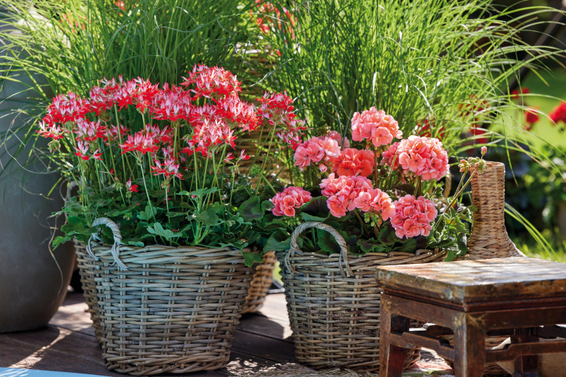 4 rzeczy, których nie lubią pelargonie 2024_Geraniums_4000_Exotic_Garden_Getaway_08