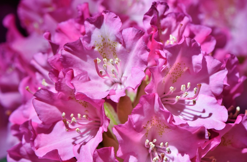 Jak nawozić rododendrony i hortensje flowers-3547382_1280