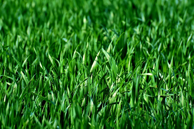 Jak przywrócić piękny wygląd trawnikowi? meadow-3375052_1280