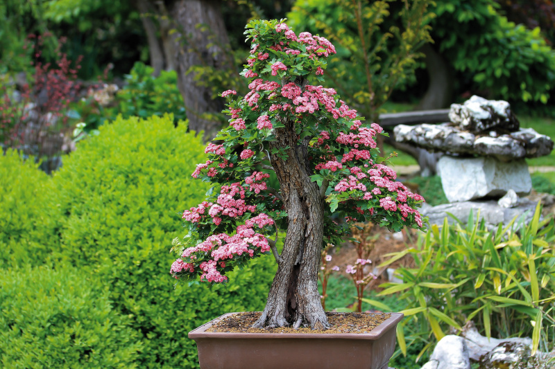 pixabay_bonsai-3125717