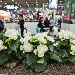 fot. Gardenia