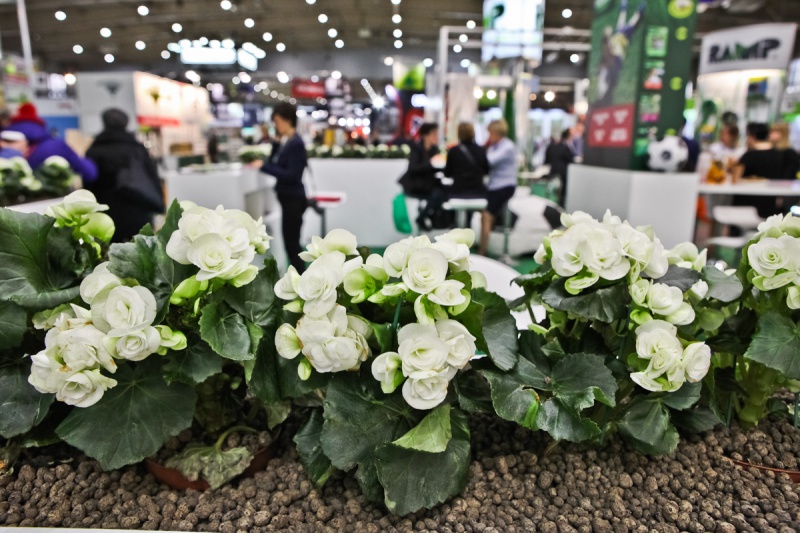 Ogrodnicze premiery podczas Targów GARDENIA 2019 fot. Gardenia