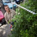 Przycinanie żywopłotów – druga faza