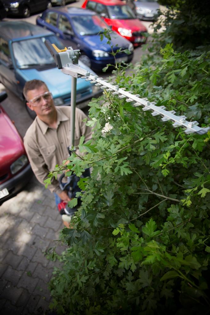 Przycinanie żywopłotów – druga faza Przycinanie żywopłotów – druga faza