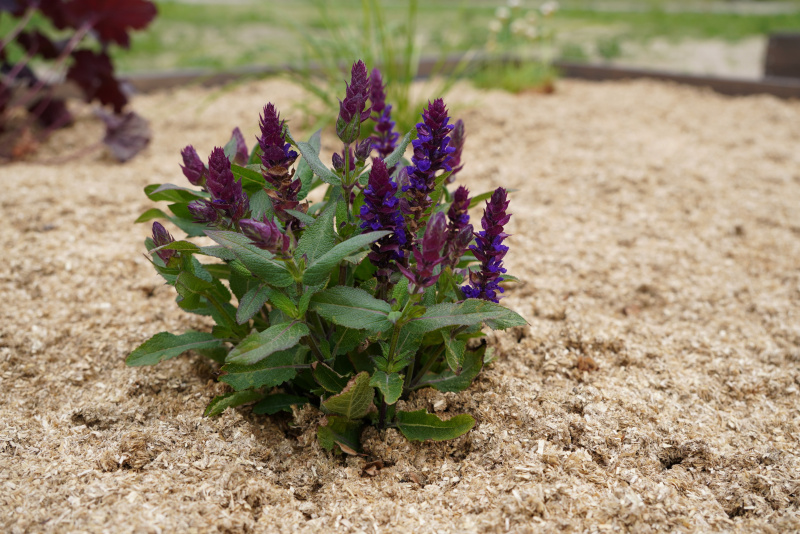 Rewolucja w ściółkowaniu – Poznaj Plantimax na Garden Expo! Rewolucja w ściółkowaniu – Poznaj Plantimax na Garden Expo!